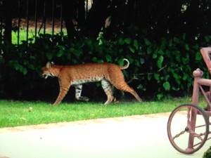 Bobcat in the Schultes back yard in 2014